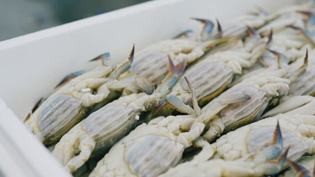 Fresh Crabs in a Container at Market