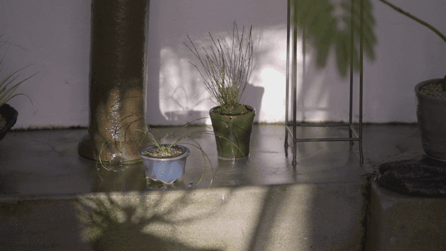 Potted plants in sunlight indoors