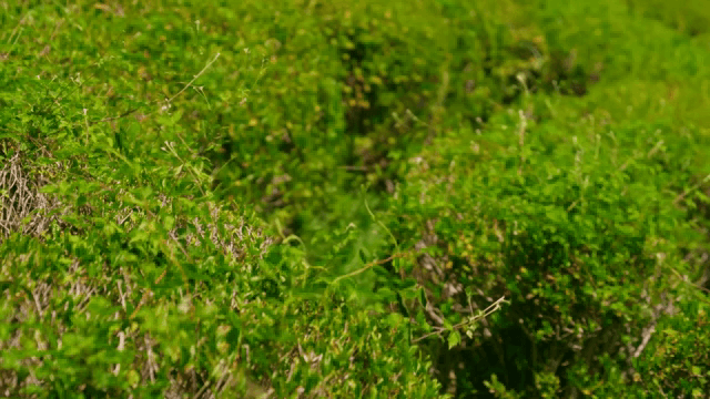 Lush green tea fields under sunlight
