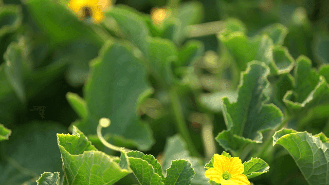 Bumblebee on yellow flower between green leaves