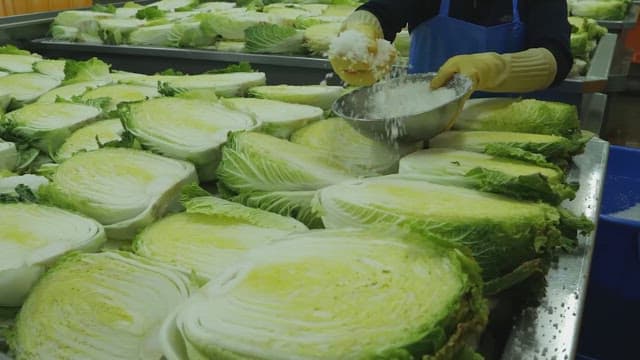 Person spreading salt on cut napa cabbages in a processing facility