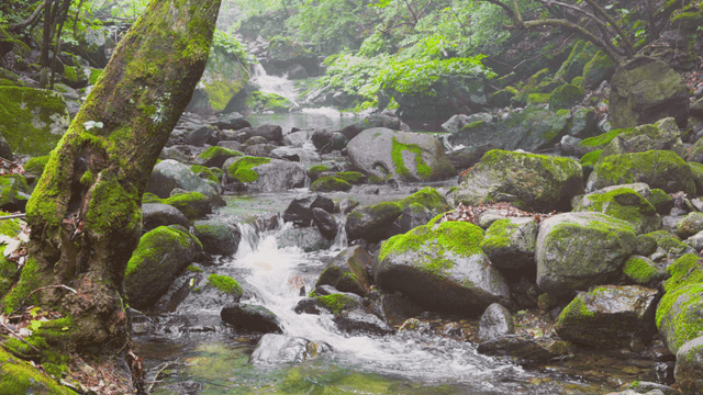 이끼 낀 바위가 있는 작은 숲 속 개울