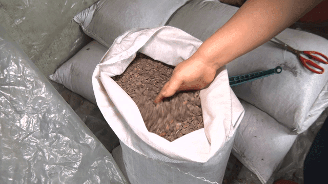 도토리가 든 자루를 확인하는 사람