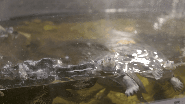 Turtles swimming in a clear aquarium