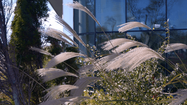 Tall grass swaying in wind
