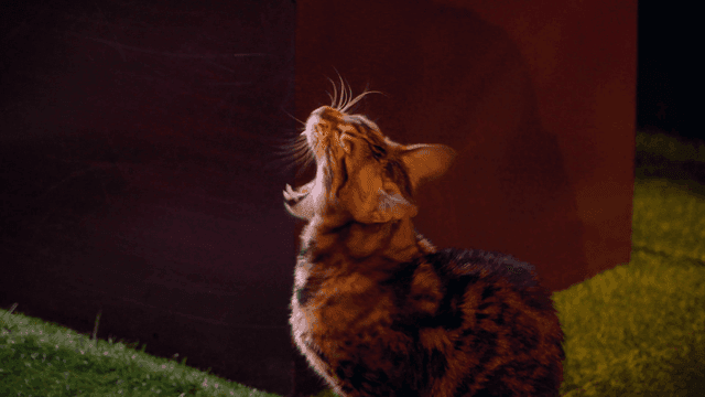 실내 인조 잔디에 앉아 있는 고양이