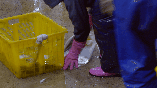 People putting fish into baskets on wet floor