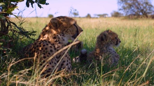 Cheetahs Resting and Playing in the Grassland