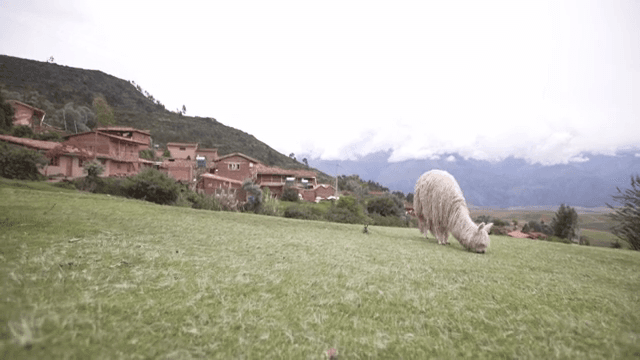 시골 마을 근처에서 풀을 뜯는 알파카들