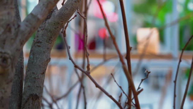 실내 정원의 나뭇가지