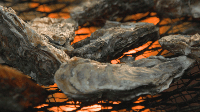 Oysters grilled over fire on grill