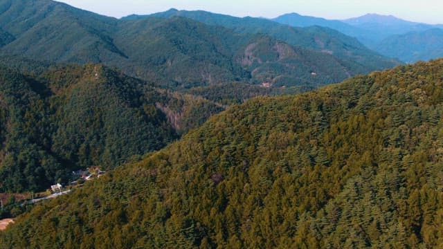 숲으로 둘러싸인 도로