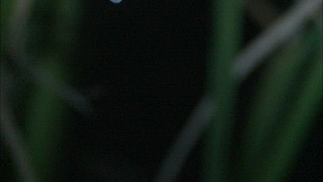 자연 서식지에서의 잠자리 탈피