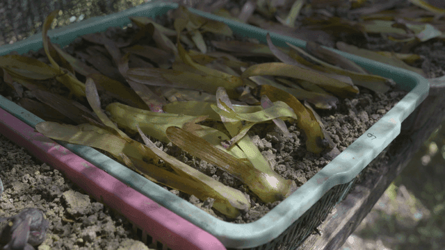 햇빛 아래 트레이에 있는 식물