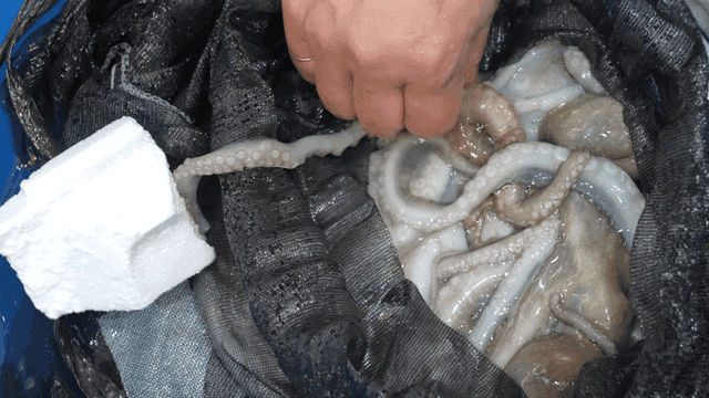 Octopus in net in blue bucket