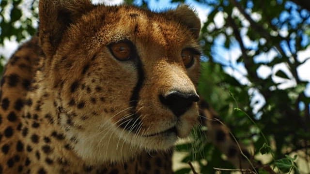 숨죽이고 때를 기다리는 치타