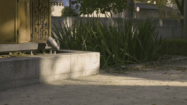 Long, stiff plants in yard