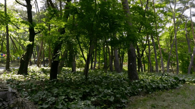 푸른 나무가 무성한 숲길