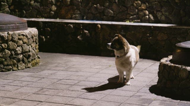 Dog wandering around the stone pavement in an yard lit up at night