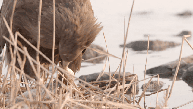 Eagle feeding on a fish by the water
