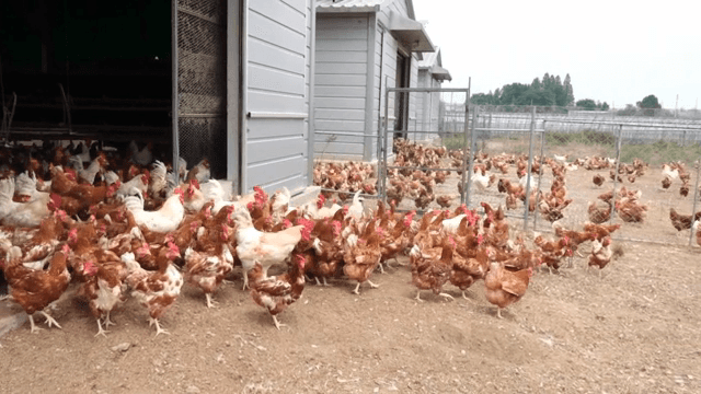Chickens exiting a barn into a fenced area
