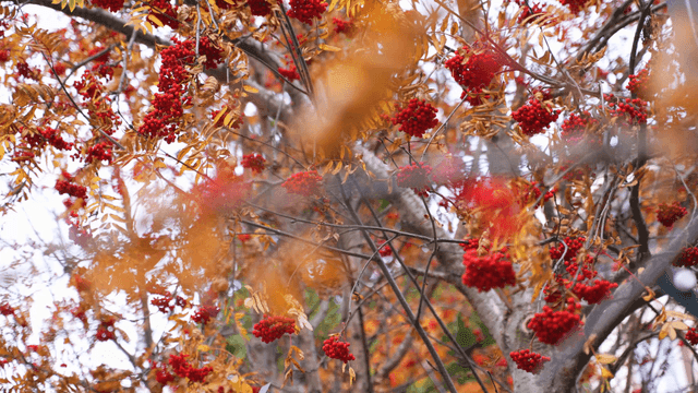 Red berries on a tree in autumn
