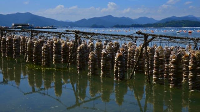 Scene of sea level rising over oyster farms