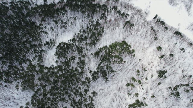 Tree Forest Covered with Snow in Winter