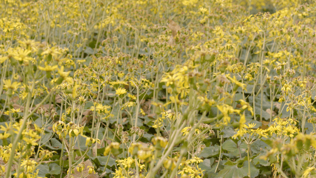Field full of yellow flowers