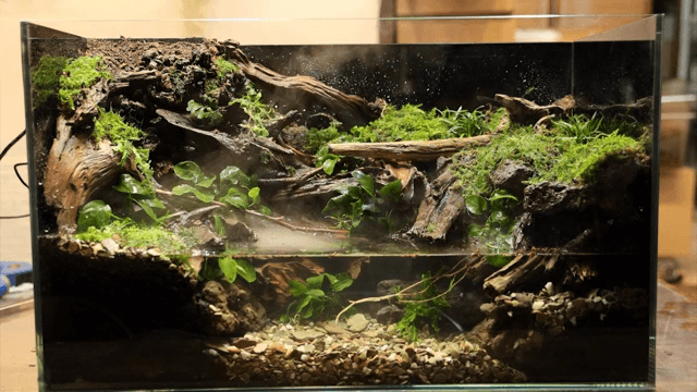 Terrarium with lush green plants