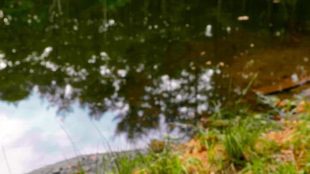 Tranquil pond in the forest with surrounding trees and bushes reflecting on it