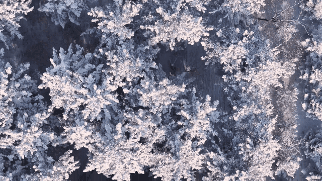 Snow-covered forest with trees