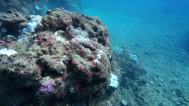 Underwater coral reef with marine life