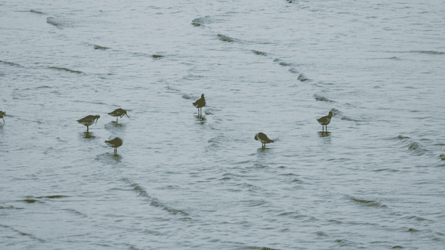 Sandpipers preening their feathers on the shallow shore