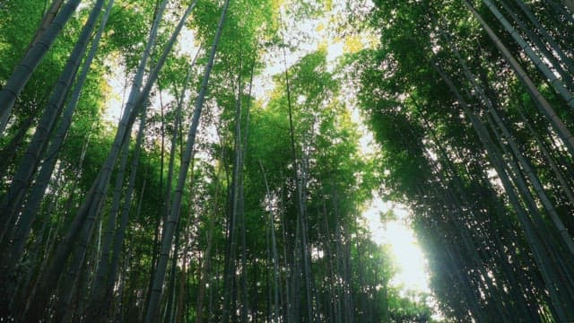 Tall bamboo trees under bright sunlight