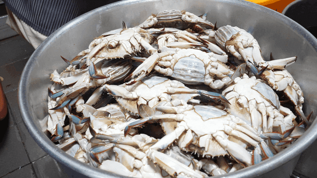 Crabs being prepared in a kitchen