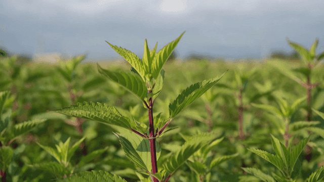 Vibrant green plants in field