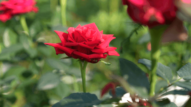 Fully bloomed red rose