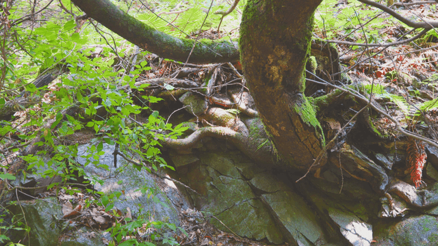 바위가 있는 숲속의 이끼 낀 나무