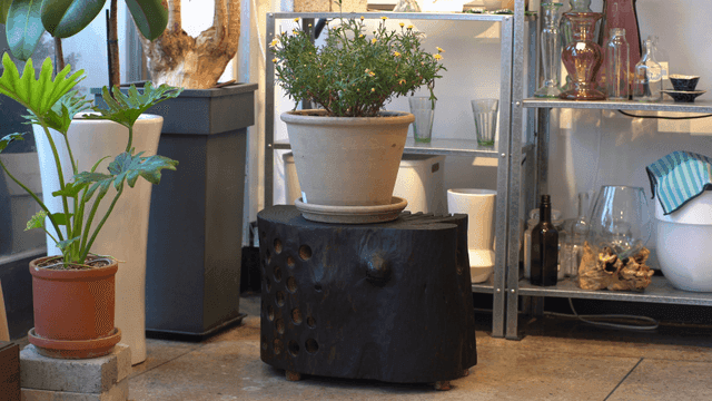 독특한 나무 탁자 위의 실내 식물