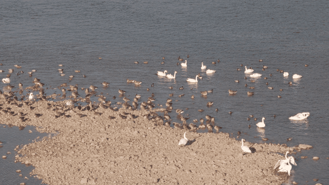Flock of birds gathered by river to rest