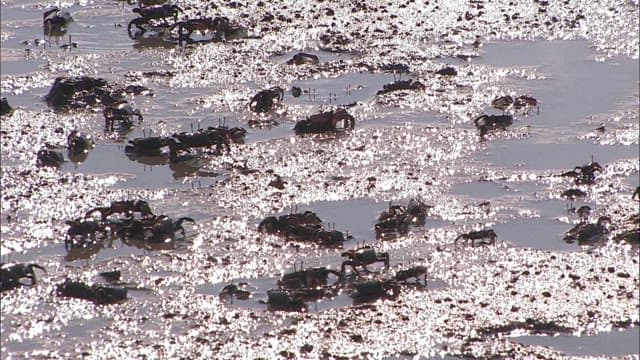 Crabs Scattering in Sparkling Shallow Waters