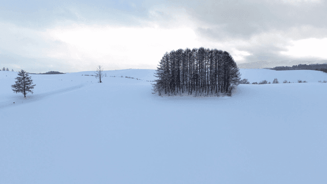 Snowy landscape with trees spread out