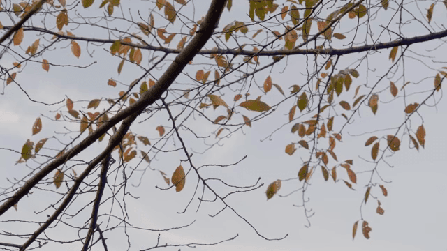 하늘을 배경으로 한 가을 잎이 달린 나뭇가지