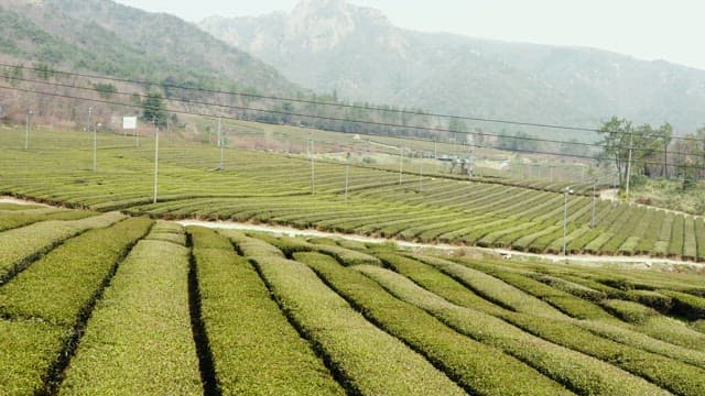 Green Tea Field with Mountains in the Distance