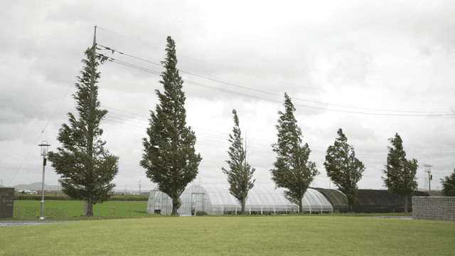 바람 부는 시골 들판의 온실과 나무들