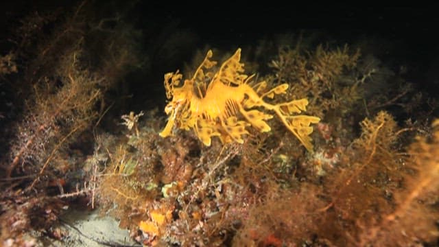 산호를 헤엄치는 나뭇잎 해룡