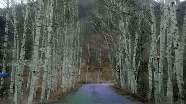Serene forest path lined with birch trees