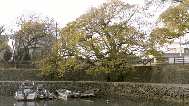 Quiet riverside with boats and trees