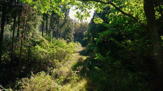 Person climbing a dense forest path illuminated by sunlight